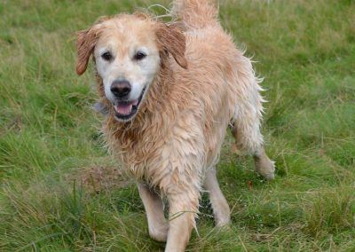 large golden retriever