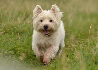 Fat west highland terrier