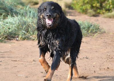 mack the rottweiler collie cross