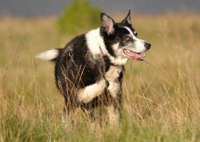 mature border collie