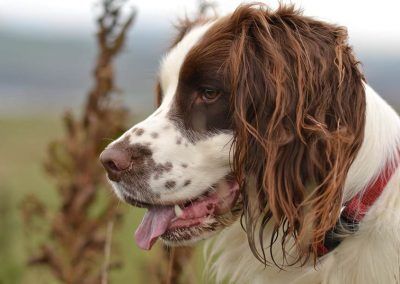 springer spaniel head pic