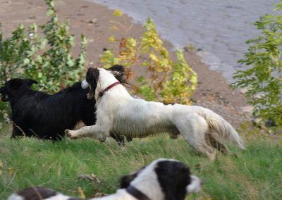 nevis chasing skye