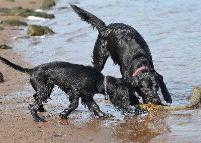 cocker spaniel puppy and labrador