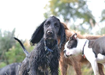 rocky the black cocker spaniel
