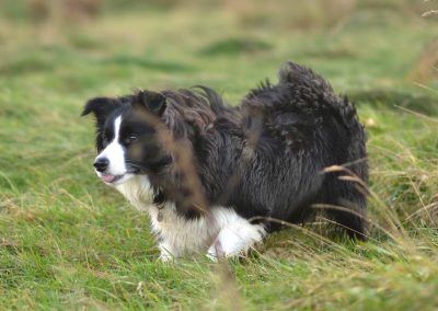 show border collie