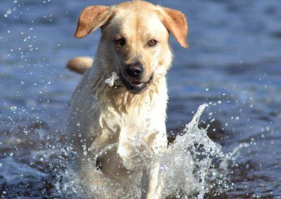 yellow labrador sia