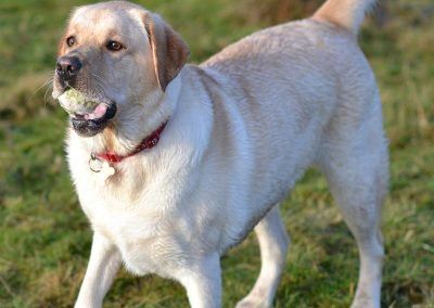 sia the yellow labrador