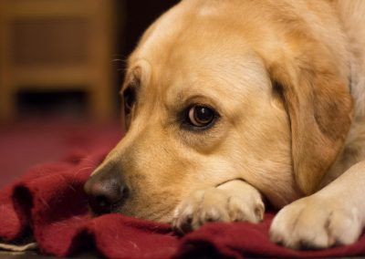 Labrador lying down
