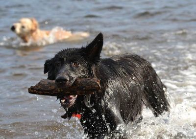Black German Shepherd in water with stick