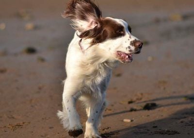 springer spaniel running