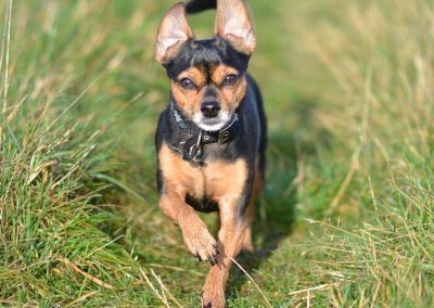 small dog big ears