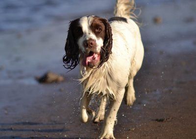wet springer spaniel