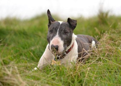 English bull terrier