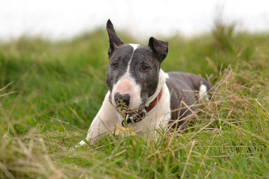 English bull terrier