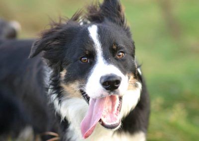 working border collie