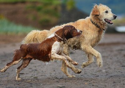 Welsh springer and golden retreiver