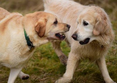 Welsh springer and golden retreiver