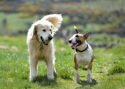 golden retriever and english bull terrier