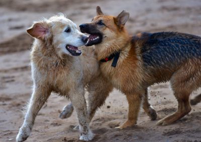 golden retriever and german shepherd