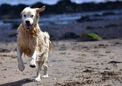 wet golden retriever