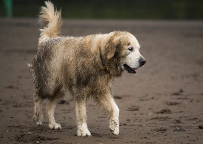 dirty golden retriever