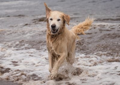 Golden retriever in water