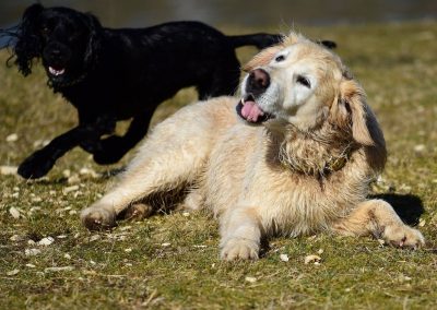 large golden retriever