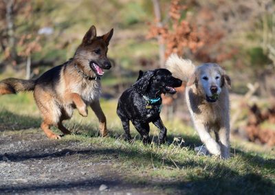 germans shepherd, cocker and golden retreiver