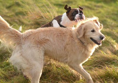 big dogs playing