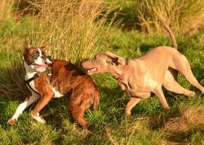 boxer and weimaraner