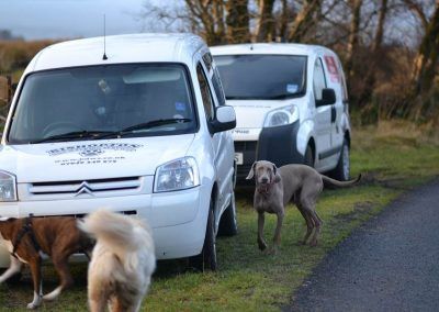dog walking vans