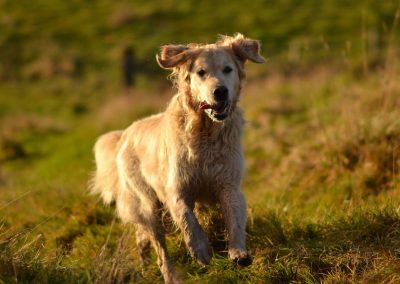 golden retriever