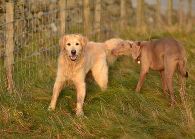 golden retriever and weimaraner