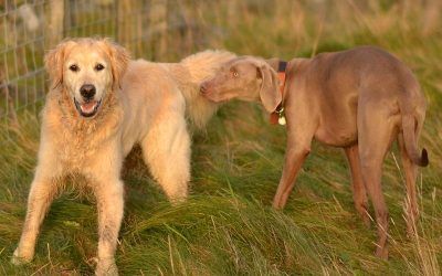 golden retriever and weimaraner in renfrewshire golden retriever and weimaraner in renfrewshire