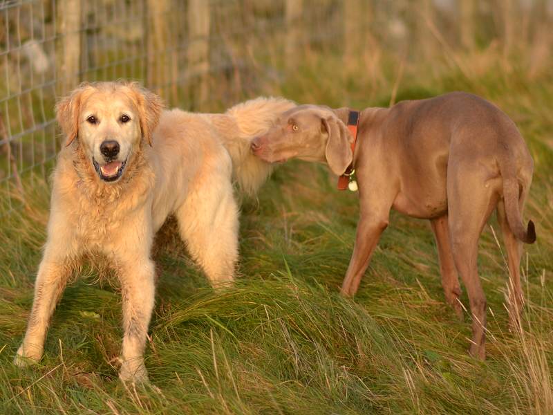 golden retriever and weimaraner in renfrewshire