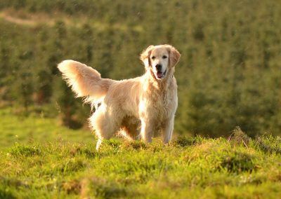 mylo the golden retriever