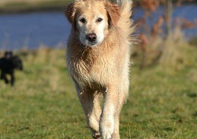 mylo the golden retriever