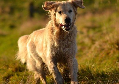 golden retreiver