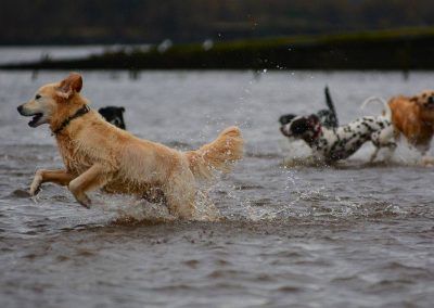 lots of dogs in water