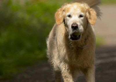 large golden retriever