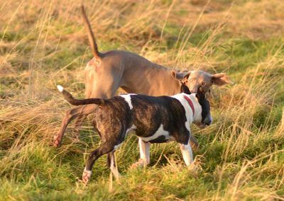 weimaraner and bull terrier