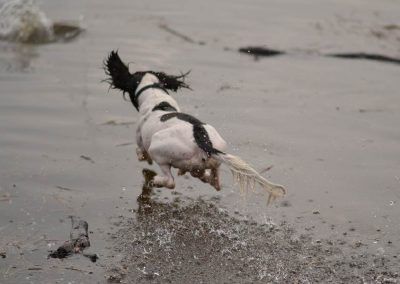 dog walking on water