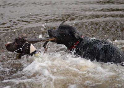 Gundogs in water