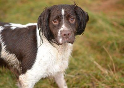 Langbank springer spaniel