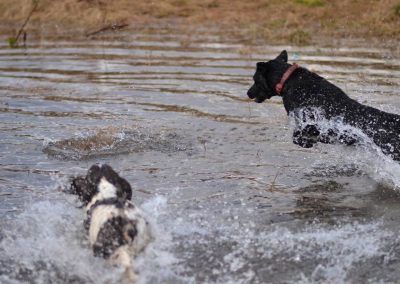 dogs charging into water