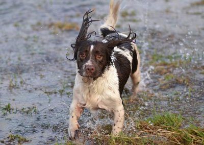 springer spaniel at waters edge