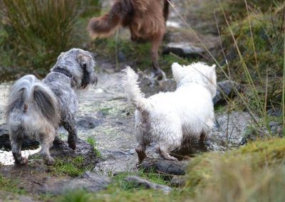 dogs crossing a burn