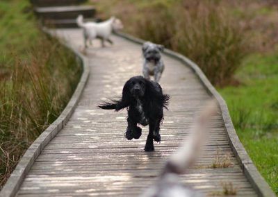 dogs on bridge