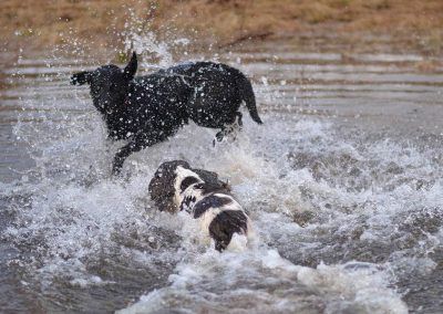 dogs in water