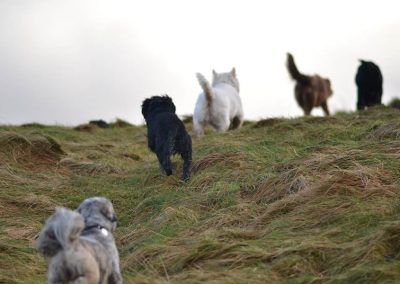 dogs running up hill
